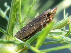 Aphrodes makarovi