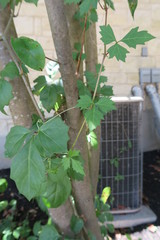 Cissus trifoliata
