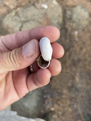 Glyptostoma newberryanum