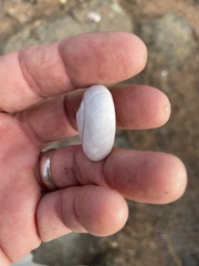 Glyptostoma newberryanum