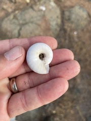 Glyptostoma newberryanum