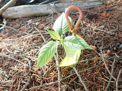 Puccinia komarovii