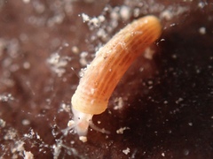 Caecum plicatum