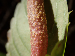 Puccinia komarovii