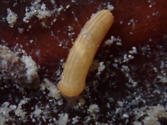 Caecum plicatum