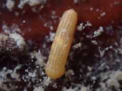 Caecum plicatum