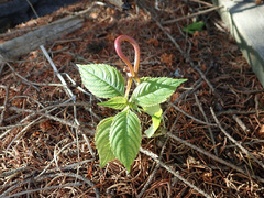 Puccinia komarovii