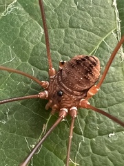 Leiobunum euserratipalpe