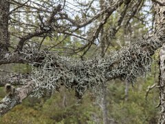 Pseudevernia consocians