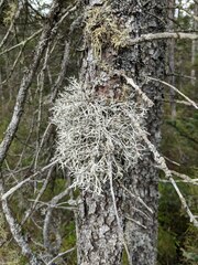 Pseudevernia consocians