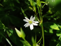 Stellaria graminea