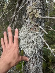 Pseudevernia consocians