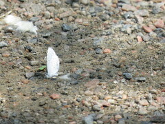 Celastrina echo sidara