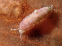 Caecum