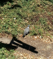 Columba palumbus