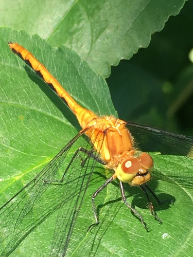 White-faced Meadowhawk photo 3