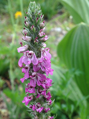 Pedicularis attollens