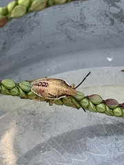Oebalus