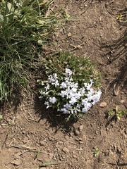 Phlox condensata