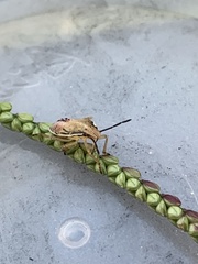 Oebalus