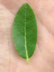 Leucothoe davisiae