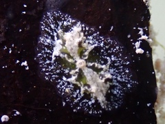 Vallicula multiformis