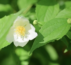 Philadelphus × virginalis