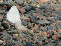 Celastrina echo sidara