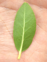 Leucothoe davisiae