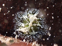 Vallicula multiformis