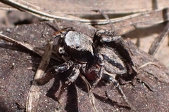 Habronattus altanus