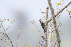 Dendrocopos darjellensis