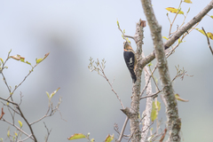 Dendrocopos darjellensis