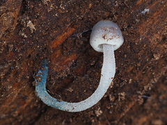 Mycena amicta