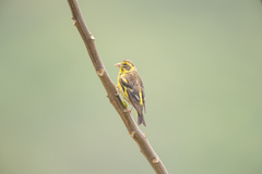 Chloris spinoides