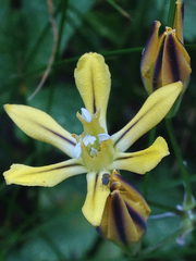 Triteleia ixioides anilina
