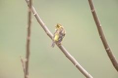 Chloris spinoides