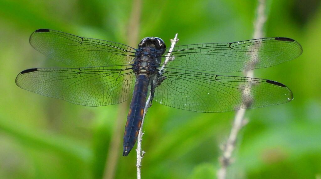 Slaty Skimmer from Leeds and Grenville, Ontario, Canada on June 14 ...