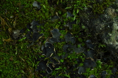 Peltigera elisabethae
