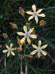 Triteleia ixioides anilina