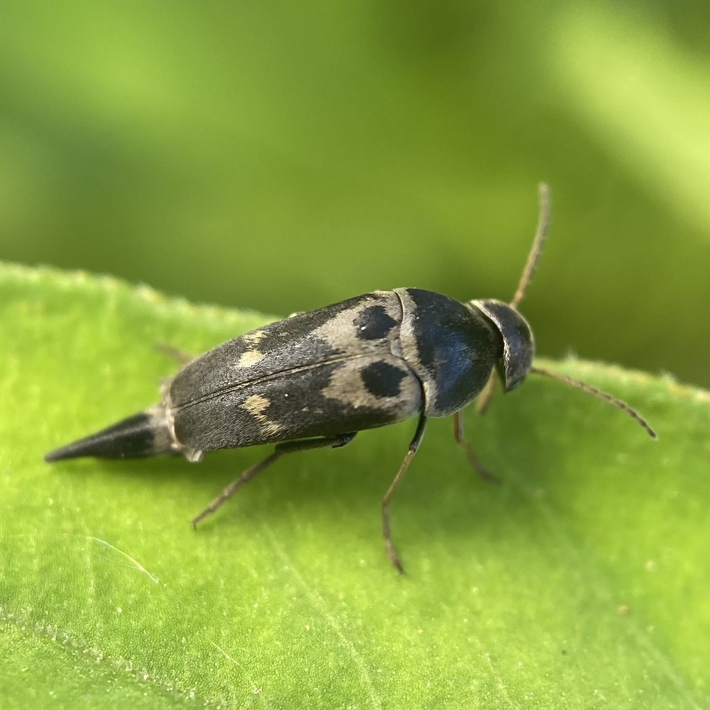 Eye-spotted Tumbling Flower Beetle
