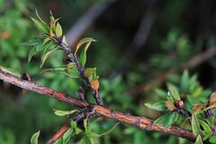 Pultenaea villifera