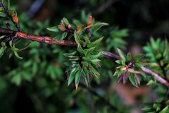 Pultenaea villifera