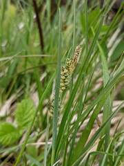 Carex garberi