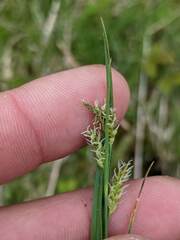 Carex garberi