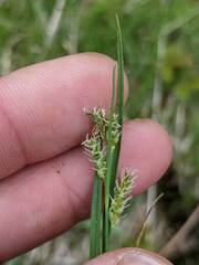 Carex garberi