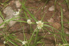 Cyperus seslerioides
