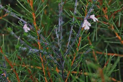 Prostanthera densa