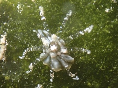 Bunodeopsis globulifera