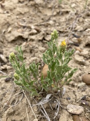 Xanthisma grindelioides